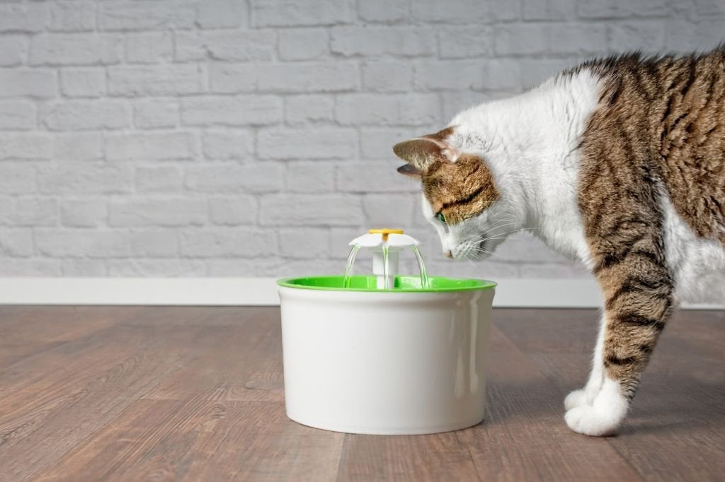 Benefits of Drinking More Water for Cats