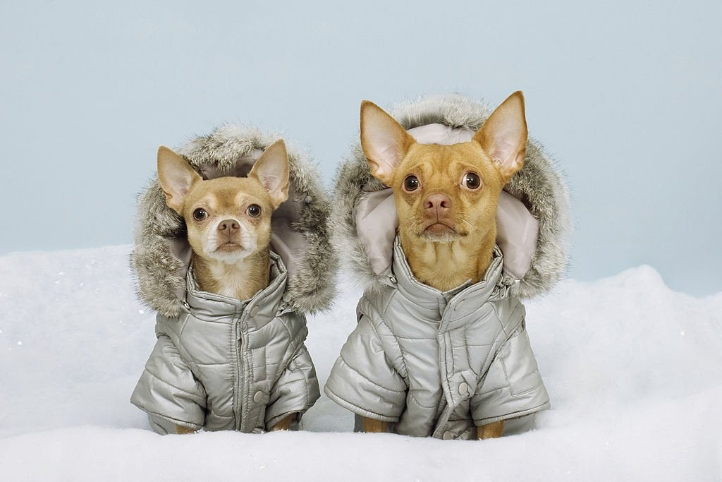 Stylish and Warm Cotton Coat: A Must-have for Your Dog in Spring and Autumn