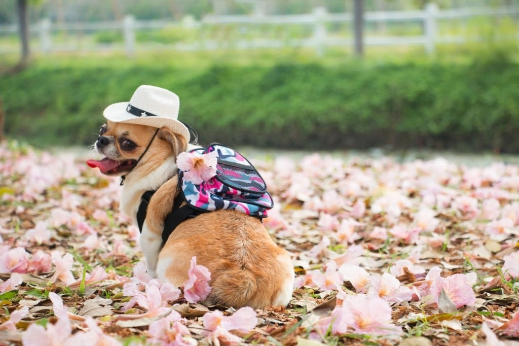 The Essential Guide to Dog Rain Coats