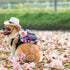 The Essential Guide to Dog Rain Coats