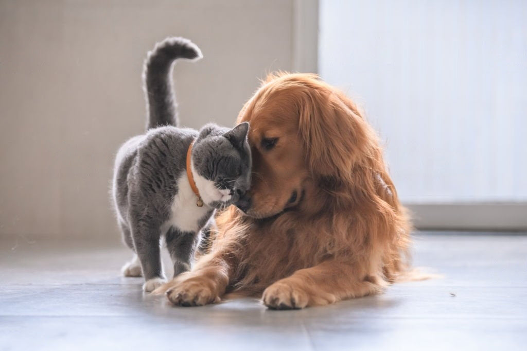 The Importance of Grooming Your Cat's Hair